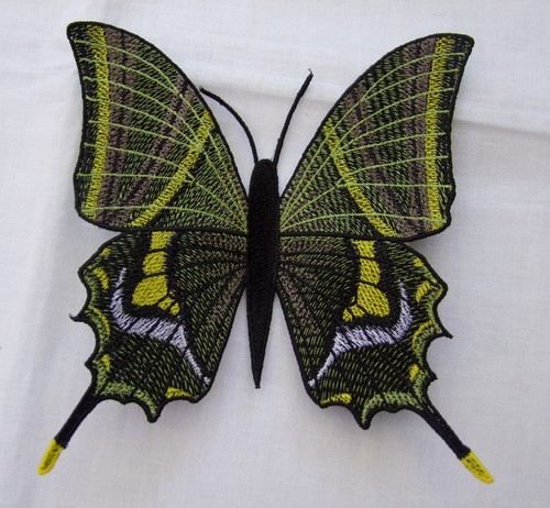 Schmetterling-Kaiser von Indien - Teinopalpus imperialis  --- Einzeldateien