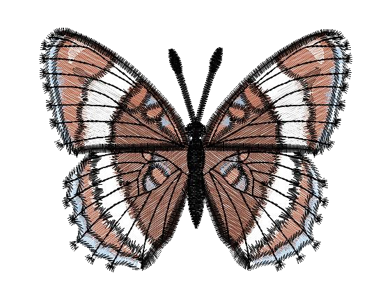 Schmetterling-Limenitis arthemis White Admiral - Einzeldateien