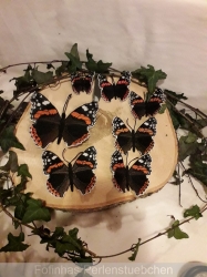 Stickdatei "FSL - Schmetterling Admiral " --- Design Pack