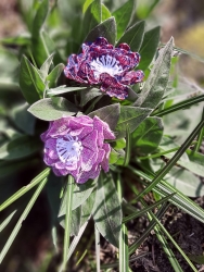 Stickdatei "FSL - Lacerose, mit Loch zum Montieren " --- Design Pack