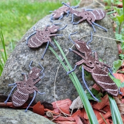 Stickdatei "FSL - Ameise" --- Design Pack