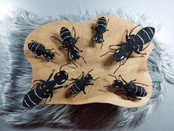 Stickdatei "FSL - Ameise" - ca, 73 x 110 mm