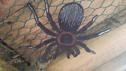 Stickdatei "FSL - Spinne-Tarantel" --- Design Pack