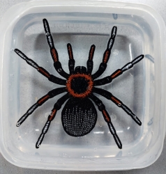 Stickdatei "FSL - Spinne-Tarantel" ca. 80mm