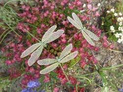 Stickdatei "FSL - Libelle-2" - mittel