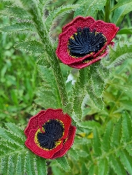 Stickdatei "FSL & ITH - Mohn" - ca. 70 mm