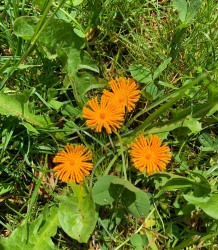 Stickdatei "FSL & ITH - Kornblume & Gänseblümchen" --- Design Pack