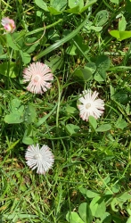 Stickdatei "FSL - Gänseblümchen" --- Design Pack