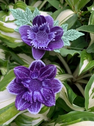 Stickdatei "FSL & ITH - Dahlie" --- Größe 80