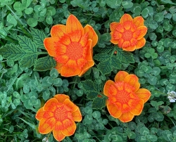 Stickdatei "FSL & ITH - Dahlie" --- Größe 100