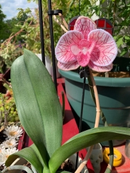 Stickdatei "FSL & ITH - Orchidee" - ca. 80mm - Einzeldatei