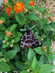 Stickdatei "FSL - Motte-Brauner Bär mit geschlossenen Flügeln " --- Design Pack