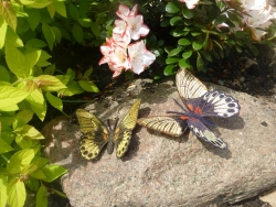 Stickdatei "FSL & ITH - Schmetterling Mormon" --- Design Pack