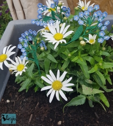 Stickdatei "FSL Vergissmeinnicht"