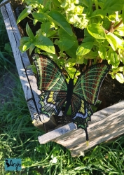 Stickdatei "FSL - Schmetterling Kaiser von Indien - Teinopalpus imperialis " --- Design Pack