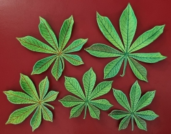 Stickdatei "FSL - Kastanienblätter" --- Design Pack