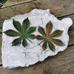 Stickdatei "FSL - Kastanienblätter" --- Design Pack