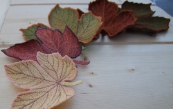 Stickdatei "FSL - Weinblätter" --- Design Pack