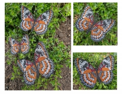 Stickdatei "FSL Schmetterling Cethosia Hypsea - Malaiische Florfliege" --- Design Pack