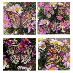 Stickdatei "FSL Schmetterling Cethosia Biblis - Bortenfalter" --- Design Pack