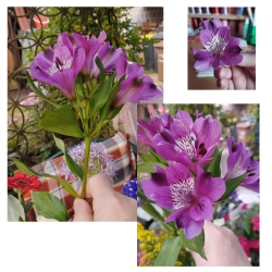 Stickdatei "FSL - 3D-Inka-Lilien" --- SUPER-Design Pack