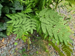 Stickdatei "FSL - Farn" --- Design Pack