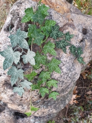 Stickdatei "FSL - Efeublätter & -ranken" --- SUPER-Design Pack