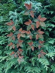 Stickdatei "FSL - Weinranke-2" wilder Wein--- Design Pack