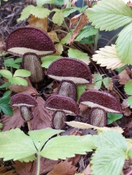 Stickdatei "FSL/ITH - Marone-Stabdesign" --- Design Pack