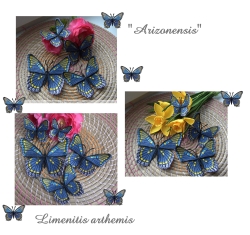 Stickdatei "FSL & ITH - Schmetterling Limenitis Arthemis Arizonensis" --- Design Pack