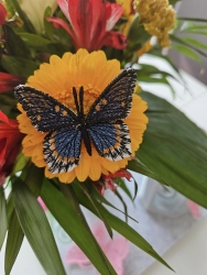 Stickdatei "FSL & ITH - Schmetterling Limenitis Arthemis Arizonensis" --- Design Pack