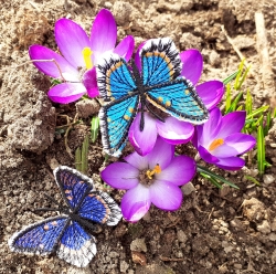 Stickdatei "FSL & ITH - Limenitis Arthemis Arizonensis" --- ca. 100 mm