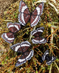 Stickdatei "FSL - Schmetterling Limenitis Arthemis White Admiral" --- Design Pack