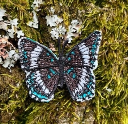 Stickdatei "FSL - Schmetterling Limenitis Arthemis White Admiral" --- ca. 60mm