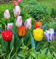 Stickdatei "FSL - 3D-Tulpe" --- Design Pack
