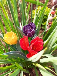 Stickdatei "FSL - 3D-Tulpe" --- Design Pack