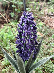 Stickdatei "FSL - 3D-Hyacinthe" --- Design Pack