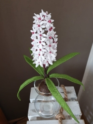 Stickdatei "FSL - 3D-Hyacinthe" --- Design Pack