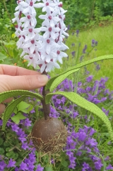 Stickdatei "FSL - 3D-Hyacinthe" --- Design Pack