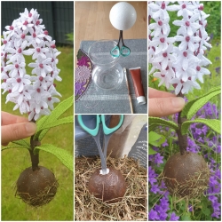 Stickdatei "FSL - 3D-Hyacinthe" --- Design Pack