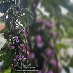 Stickdatei "FSL - 3D-Glockenblume" --- Design Pack