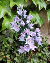 Stickdatei "FSL - 3D-Glockenblume" --- Design Pack