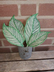 Stickdatei "FSL - 3D-Grünpflanze Maranta_Vittata" --- Design Pack