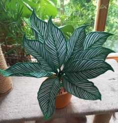 Stickdatei "FSL - 3D-Grünpflanze Maranta_Vittata" --- Design Pack