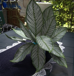 Stickdatei "FSL - 3D-Grünpflanze Maranta_Vittata" --- Design Pack