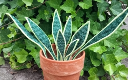 Stickdatei "FSL - 3D-Grünpflanze Sansevieria" --- Design Pack