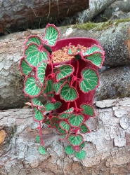 Stickdatei "FSL - 3D-Grünpflanze Saxifraga" --- Design Pack