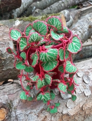 Stickdatei "FSL - 3D-Grünpflanze Saxifraga" --- Design Pack