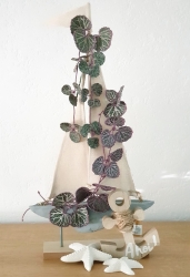 Stickdatei "FSL - 3D-Grünpflanze Saxifraga" --- Design Pack