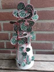 Stickdatei "FSL - 3D-Grünpflanze Saxifraga" --- Design Pack